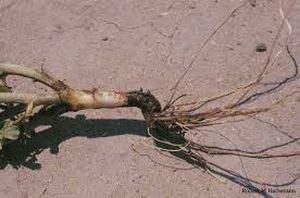 uploads/images/disease/Root rot.jpg